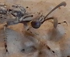 Scotoleon longipalpis