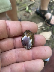 Toxolasma cylindrellum