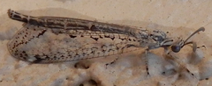 Scotoleon longipalpis