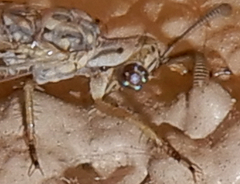 Scotoleon longipalpis