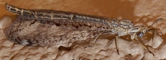Scotoleon longipalpis