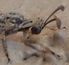 Scotoleon longipalpis