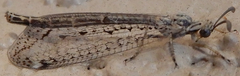 Scotoleon longipalpis