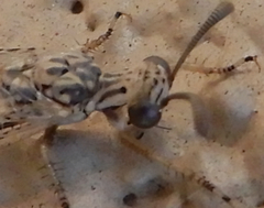 Scotoleon longipalpis