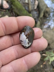 Toxolasma cylindrellum