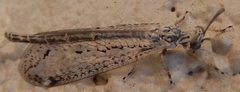 Scotoleon longipalpis