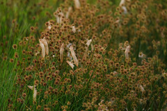 Anax longipes