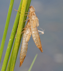 Anax longipes