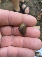 Toxolasma cylindrellum