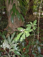 Pittosporum rubiginosum