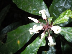 Pittosporum rubiginosum