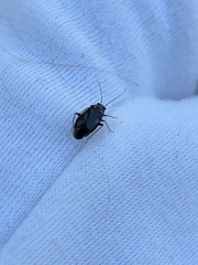Slaterocoris