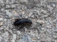 Loboptera canariensis