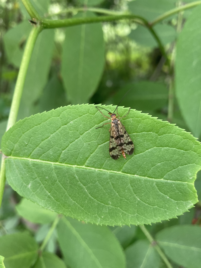 Panorpa claripennis