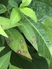 Septoria polygonorum