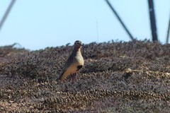 Oreopholus ruficollis