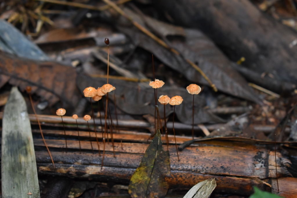 Marasmius siccus · June 2021 · photo: © vero1304 (iNaturalist, cc-by-nc)