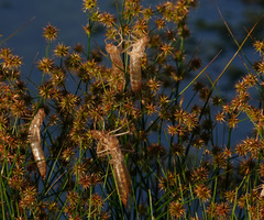 Anax longipes