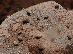 Urosalpinx cinerea image