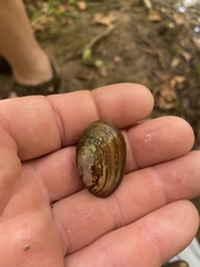 Toxolasma cylindrellum