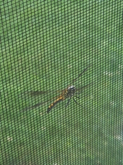 Erythrodiplax berenice