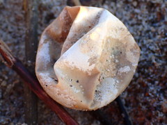 Caretta caretta