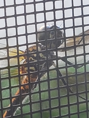 Erythrodiplax berenice