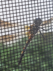 Erythrodiplax berenice