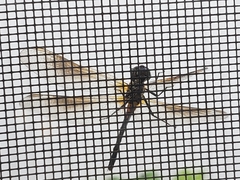 Erythrodiplax berenice