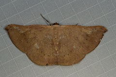 Auzeodes chalybaeata