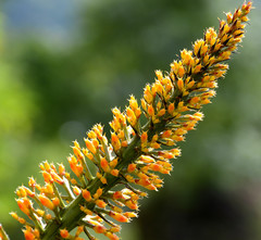 Aechmea latifolia