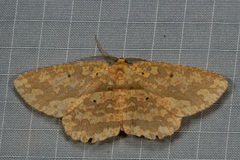 Borbacha punctipardaria