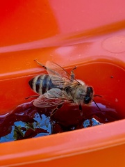Apis mellifera