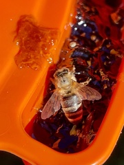 Apis mellifera