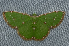 Chlorochromodes dialitha