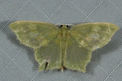Pseudidiochlora