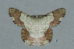 Pingasa ruginaria
