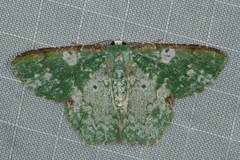 Eucyclodes albisparsa