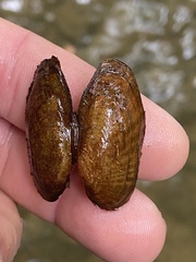 Medionidus conradicus