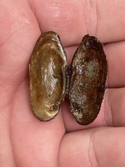 Medionidus conradicus