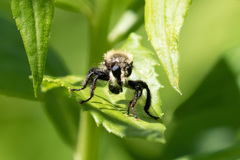 Laphria flavicollis