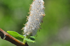 Salix boothii