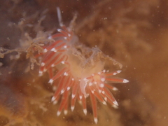 Coryphellidae