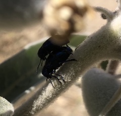 Chrysochus cobaltinus