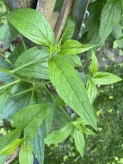Lithospermum latifolium