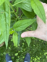 Lithospermum latifolium