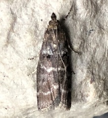 Ortholepis pasadamia