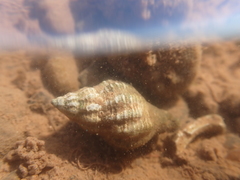 Urosalpinx cinerea image