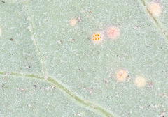 Puccinia poarum
