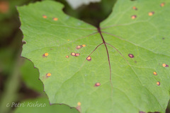 Puccinia poarum